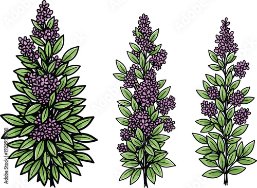 Three lilac branches with purple flowers and green leaves illustrated from a straightforward viewpoint