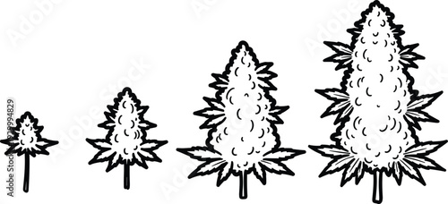 Illustration of four trees with varying sizes and leaf structures displayed from left to right