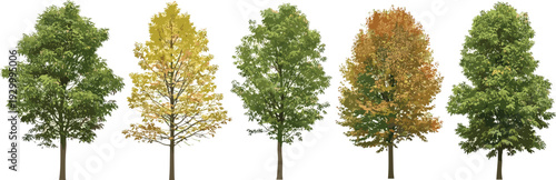 A row of trees with varying foliage colors standing against a clear background, showcasing seasonal changes from a straight-on viewpoint