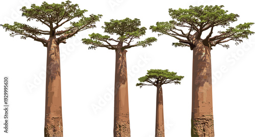 Four baobab trees with distinctive trunks and green canopies in a serene landscape viewed from the front