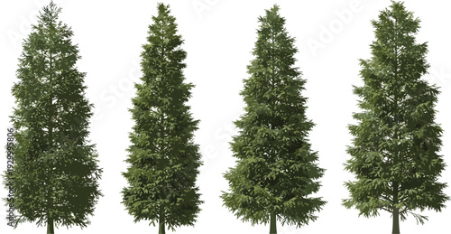 A row of five evergreen trees standing tall in a landscape viewed from the front