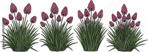 Illustration of three clusters of flowering plants with green foliage and purple buds from a front viewpoint