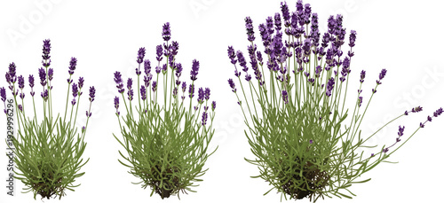 Three lavender plants with purple flowers and green foliage in a row from different growth stages