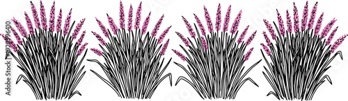 Illustration of lavender plants with purple flowers in a row from a front viewpoint