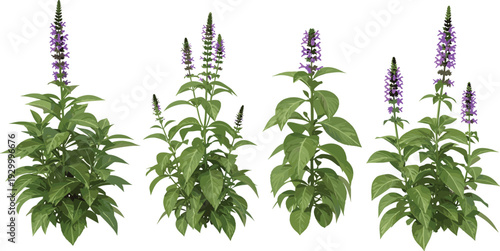 Four lush green plants with purple flowers standing side by side in a row