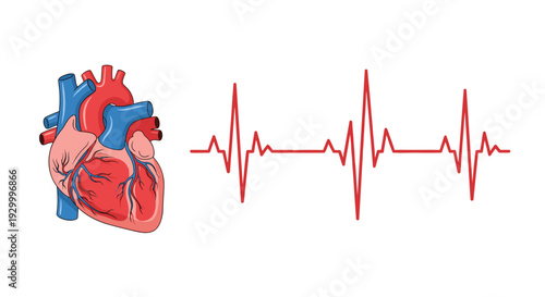An anatomical illustration of a human heart next to a red electrocardiogram pulse line on a plain white background.