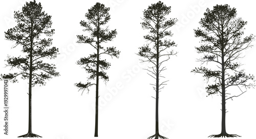 Four trees with varying foliage and branches stand isolated against a plain backdrop viewed from the side
