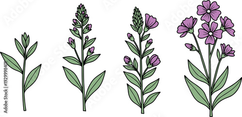Illustration of a plant growing through stages with purple flowers and green leaves from bud to bloom