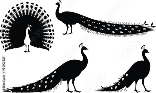 Black silhouette peacock illustrations showing four elegant peacocks in varied poses including full tail display and side profiles, decorative bird icons for design and branding