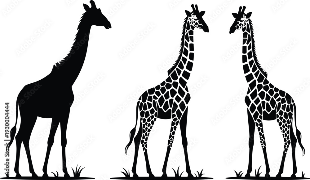 Naklejka premium Three giraffes standing on grass featuring a black silhouette and patterned animals representing wild African nature and zoo wildlife in a simple vector illustration style.