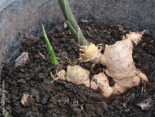 Sprouting ginger rhizome with green shoots in soil. Concept of urban gardening, organic farming, and homegrown spice cultivation