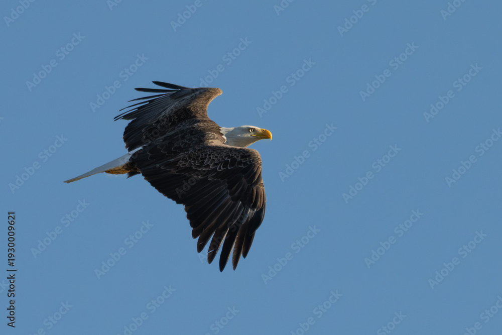 Fototapeta premium Closeup of a bald eagle in flight.