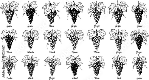Set of hand-drawn vintage style grape illustrations: 20 clusters with leaves, individually labeled, ideal for wine, food, and agriculture design on white.