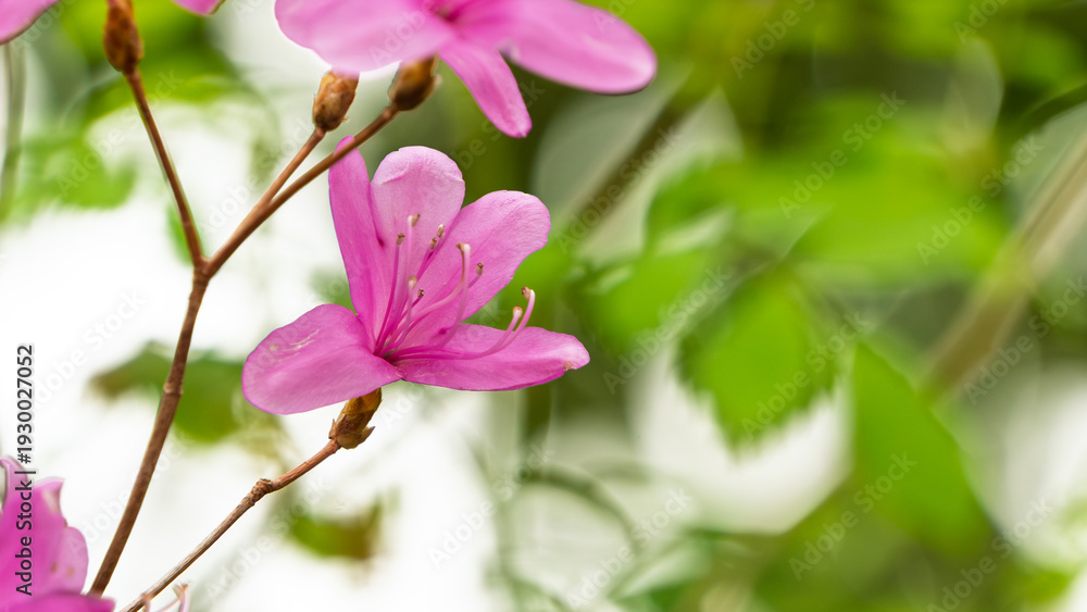 Fototapeta premium 緑の背景に映える鮮やかなピンク色のツツジの花のクローズアップ