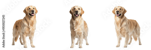Fotografie Set and collection of golden retriever dogs standing in different angles isolate