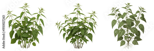 Slika na platnu Set and collection of fresh green stinging nettle plants growing in clusters iso