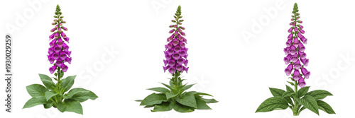 Canvastavla Judul: Tanaman bunga Foxglove ungu tinggi (Digitalis) dengan dedaunan hijau, terisolasi pada latar belakang putih