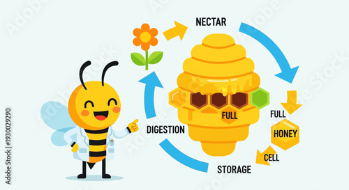 A cartoon bee collecting nectar from a flower, illustrating the process of honey production, with a storage hive and digestion cycle
