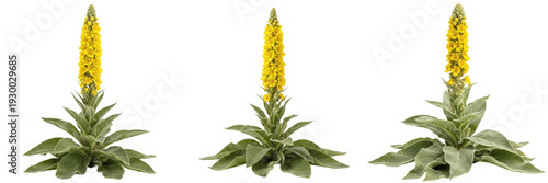 Isolated yellow mullein flower plants set with green fuzzy leaves on a transparent PNG background