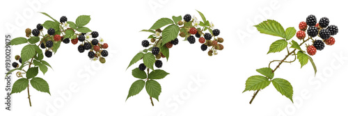 Fotografía Isolated fresh blackberry branches set with ripe black berries and leaves on tra