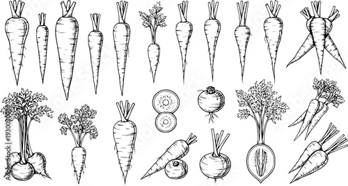 Hand-Drawn Root Vegetables: Vintage Carrot, Beet, and Turnip Illustration