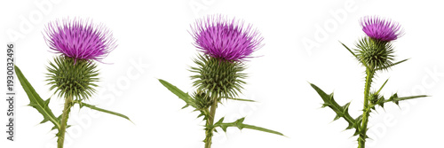 Quadro su tela Scottish Thistle Botanical Illustration Print - Detailed Onopordum Acanthium Stu