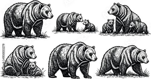 Grizzly bear illustrations, wildlife silhouettes, animal family, cubs with mother, textured fur detail, standing bear, sitting bear, walking bear, nature icons