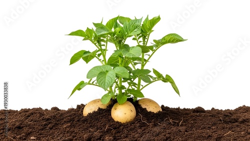 Potato plant with tubers growing in soil
