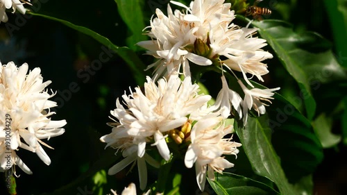 Eastern or Asiatic or Asian honey bee fliing to seeking nectar on Robusta coffee blossom on tree plant with green leaf with black color in background. Petals and white stamens of blooming flowers