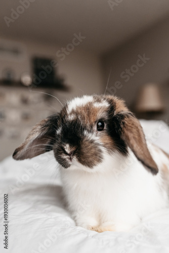 A cute holland lop bunny sitting on a bed
