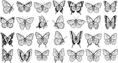 Hand-Drawn Butterfly Collection: Intricate Designs for Nature and Beauty