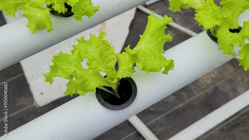 cultivating small lettuce using the hydroponic method in a greenhouse
