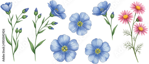Vibrant watercolor collection of blue flax and pink daisy flowers, showcasing fresh spring blooms and botanical artistry. Detailed floral illustrations on a clean white background