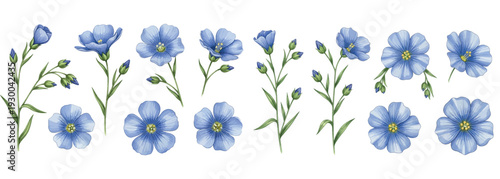 Collection of delicate blue flax flowers with buds and stems, botanical illustration on a white background