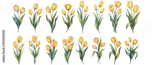 Collection of vibrant watercolor yellow tulip bouquets, hand-painted for fresh spring designs and cheerful celebratory projects. Ideal for greeting cards, invitations, and decorative elements