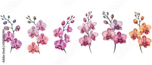 Collection of diverse watercolor orchids in pastel and vivid hues, artfully arranged on a white backdrop for elegant floral design
