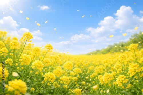 菜の花畑と青空 春の明るい自然背景