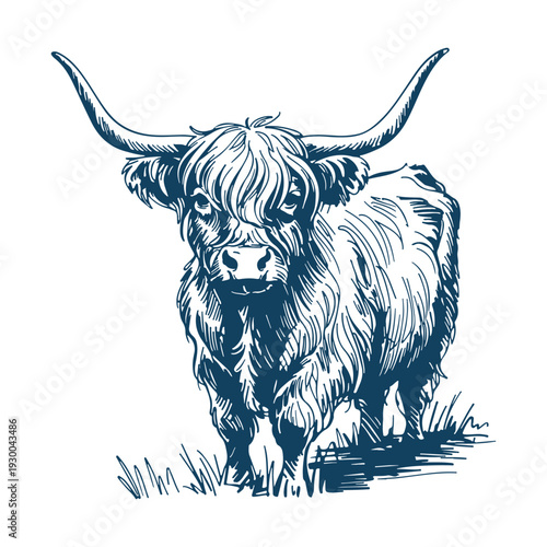 Cute highland cow. Realistic animal sketch on white background. 
