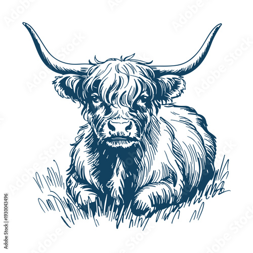 Highland cow portrait. Realistic animal sketch on white background.