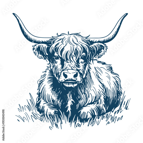 Highland cow. Realistic animal sketch on white background. 