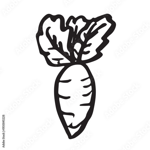 Hand drawn farm daikon radish beet beetroot plant with green leaves Fresh vegetable doodle Healthy eco food Organic garden vegetarian food For design, print, packaging, decor, kids books