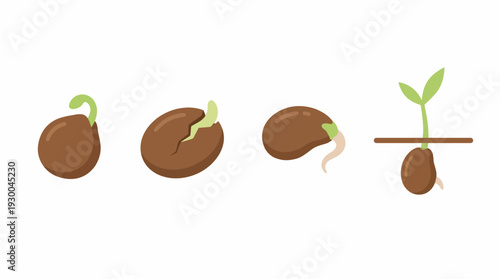 Seed Germination Process Stages Illustration. Spring Vector Packs. EPS Editable