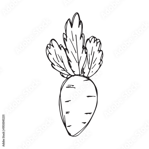 Hand drawn farm daikon radish beet beetroot plant with green leaves Fresh vegetable doodle Healthy eco food Organic garden vegetarian food For design, print, packaging, decor, kids books