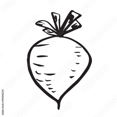 Hand drawn farm daikon radish beet beetroot plant with green leaves Fresh vegetable doodle Healthy eco food Organic garden vegetarian food For design, print, packaging, decor, kids books