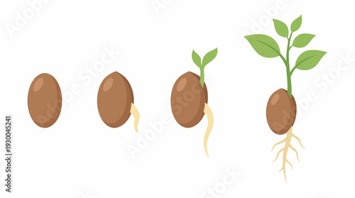 Seed germination stages illustration plant growth. Spring Vector Packs. EPS Editable