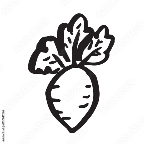 Hand drawn farm daikon radish beet beetroot plant with green leaves Fresh vegetable doodle Healthy eco food Organic garden vegetarian food For design, print, packaging, decor, kids books