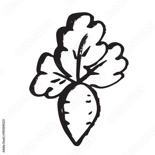 Hand drawn farm daikon radish beet beetroot plant with green leaves Fresh vegetable doodle Healthy eco food Organic garden vegetarian food For design, print, packaging, decor, kids books
