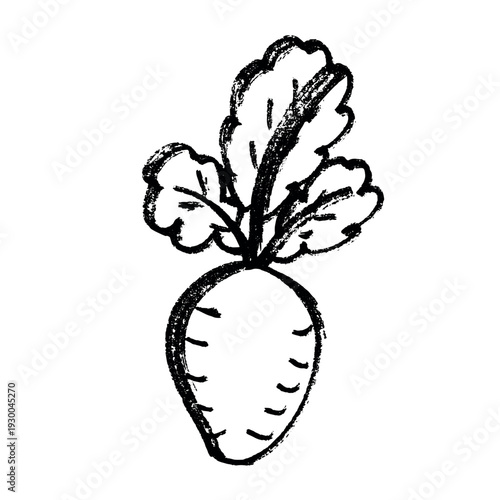 Hand drawn farm daikon radish beet beetroot plant with green leaves Fresh vegetable doodle Healthy eco food Organic garden vegetarian food For design, print, packaging, decor, kids books