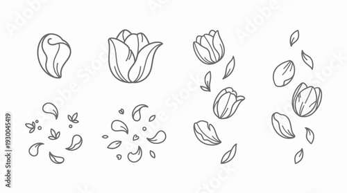 Tulip flowers and petals illustration set. Spring Vector Packs. EPS Editable