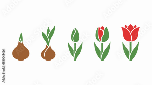 Tulip growth stages flat icons set. Spring Vector Packs. EPS Editable